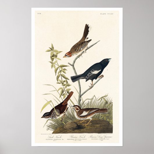 Finch, Sparrow by Audubon Poster (Voorkant)