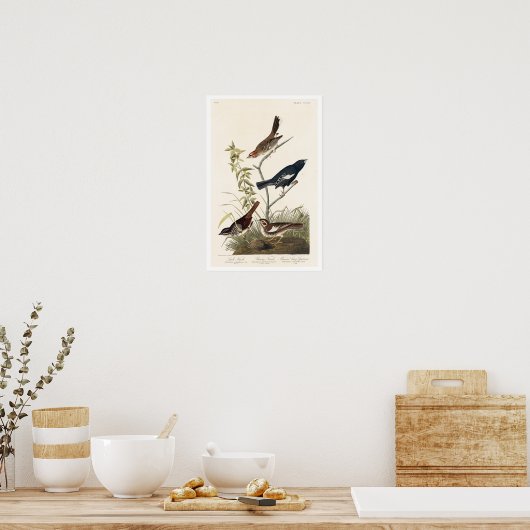 Finch, Sparrow by Audubon Poster (Keuken)