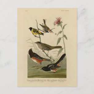 Finch, Towee, Sparrow, Audubon's Birds of America Briefkaart