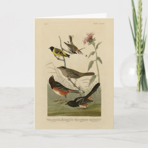 Finch, Towee, Sparrow, Audubon's Birds of America Kaart