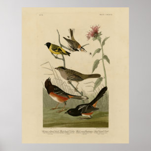 Finch, Towee, Sparrow, Audubon's Birds of America Poster