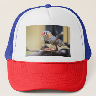 Finch Trucker Pet