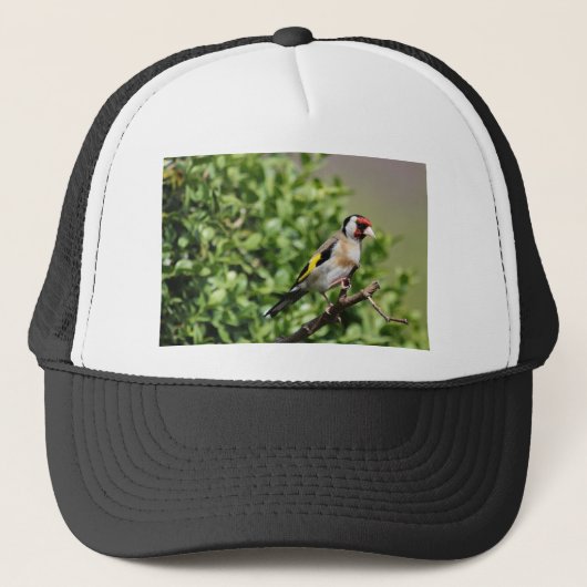 FInch Trucker Pet (Voorkant)