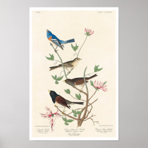 Finch van Audubon Poster