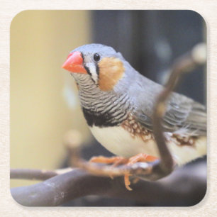 Finch Vierkante Kartonnen Onderzetter