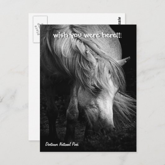 Fine Art Pony Head et carte postale Mane (Devant / Derrière)