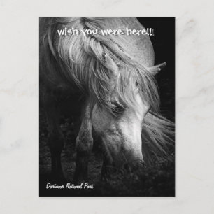 Fine Art Pony Head et carte postale Mane