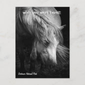 Fine Art Pony Head et carte postale Mane (Devant)