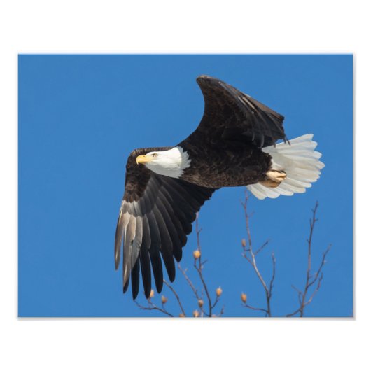 Fine Lady Foto Afdruk (Voorkant)