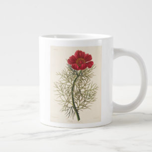 Fine Leaved Paeony Jumbo Mok