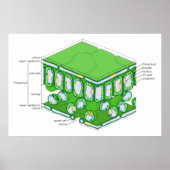 Fine Scale Structure of a Leaf Diagram Poster (Voorkant)