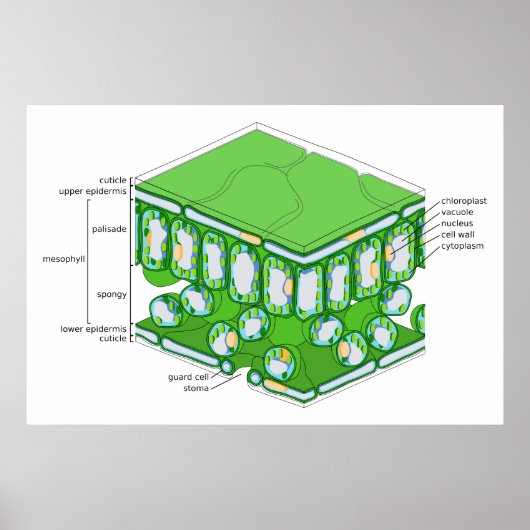 Fine Scale Structure of a Leaf Diagram Poster (Voorkant)