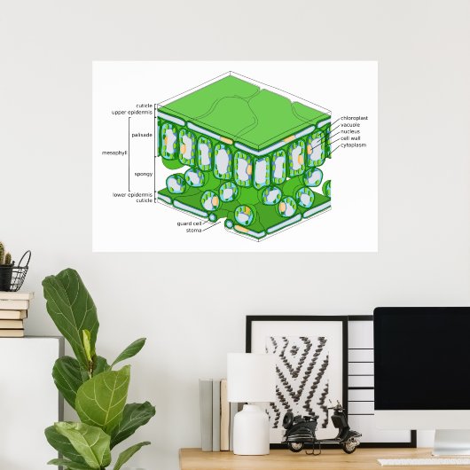 Fine Scale Structure of a Leaf Diagram Poster (Thuiskantoor)