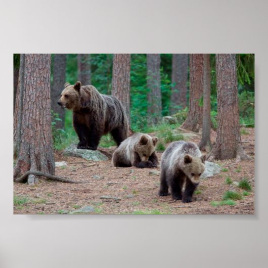 Finland beren poster (Voorkant)