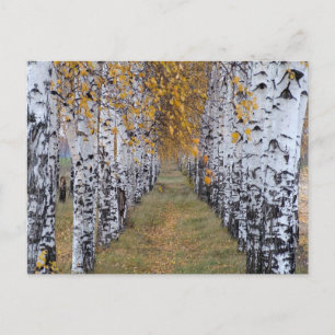 Finland Birch Forest Briefkaart