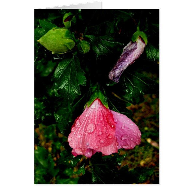 Finlande-Hyvää Syntymäpäivää-raindrops (Devant)