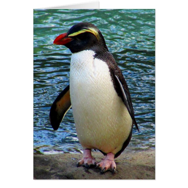fiordland pinguïn (Voorkant)