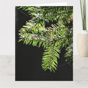 Fir-boom Kaart