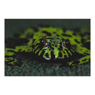 Fire Bellied Toad Closeup Foto Afdruk