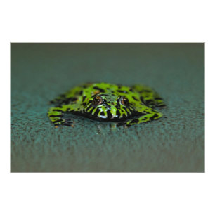 Fire Bellied Toad Foto Afdruk