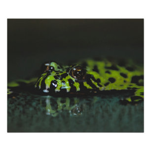 Fire Bellied Toad SideView Foto Afdruk