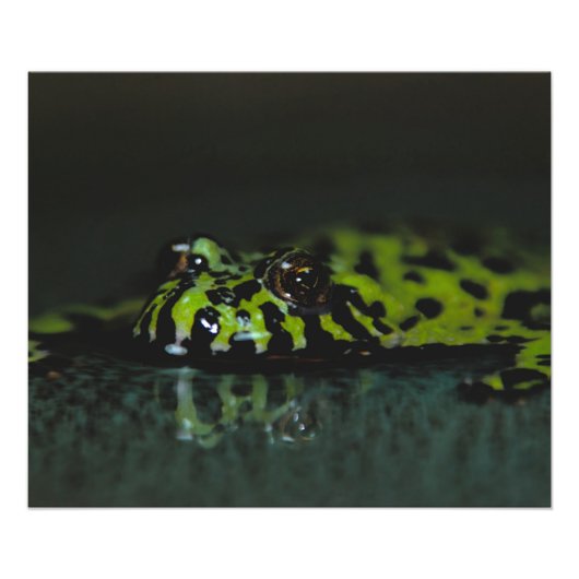 Fire Bellied Toad SideView Foto Afdruk (Voorkant)