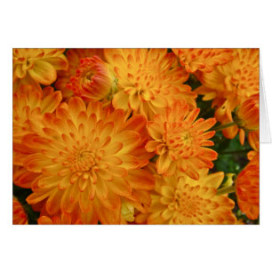 Fire Oranje Chrysanthema