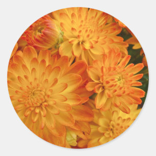 Fire Oranje Chrysanthema Ronde Sticker