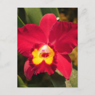 Fire Orchid Briefkaart