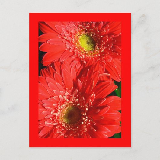 Fire Red Gerbera Briefkaart (Voorkant)