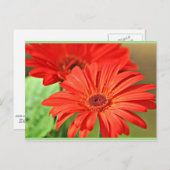 Fire Red Gerbera Daisy, kleurrijke bloem Briefkaart (Voorkant / Achterkant)
