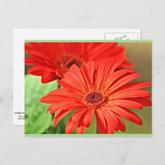 Fire Red Gerbera Daisy, kleurrijke bloem Briefkaart (Voorkant / Achterkant)