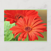 Fire Red Gerbera Daisy, kleurrijke bloem Briefkaart (Voorkant)