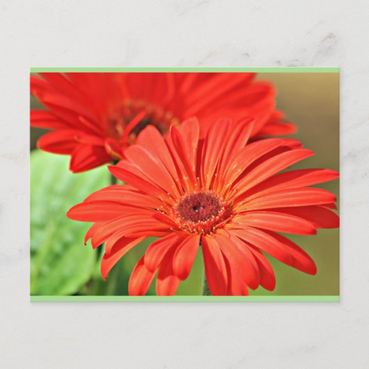 Fire Red Gerbera Daisy, kleurrijke bloem Briefkaart (Voorkant)