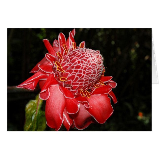 Fire Red Protea (Voorkant Horizontaal)