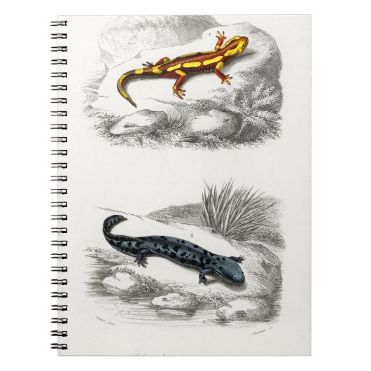 Fire Salamander en Hellbender Salamander Notitieboek (Voorkant)