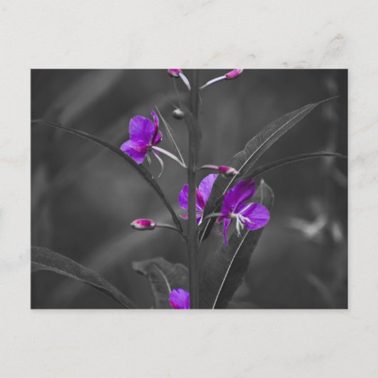 Fire Weed Mugshot Post Card Briefkaart (Voorkant)