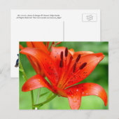 Firecracker Lilly Briefkaart (Voorkant / Achterkant)