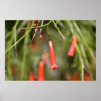 Firecracker-Plant Poster