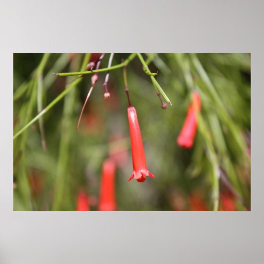 Firecracker-Plant Poster (Voorkant)