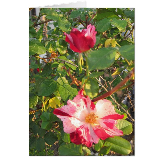 Firecracker Rose (Devant)