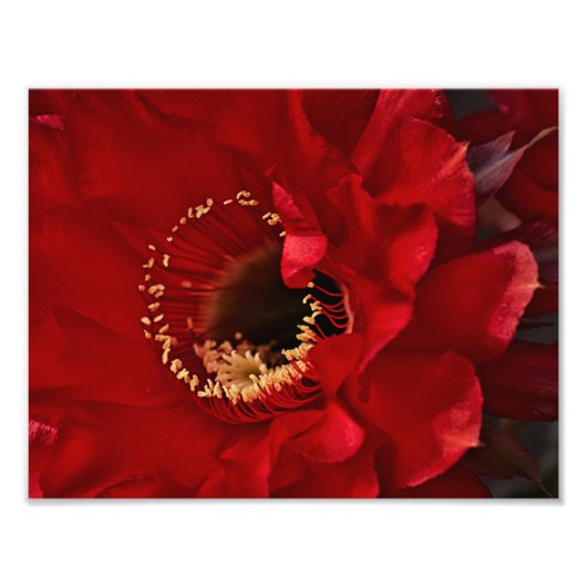 Firelight Cactus flower Foto Afdruk (Voorkant)