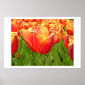 Firelight Tulip print (Voorkant)