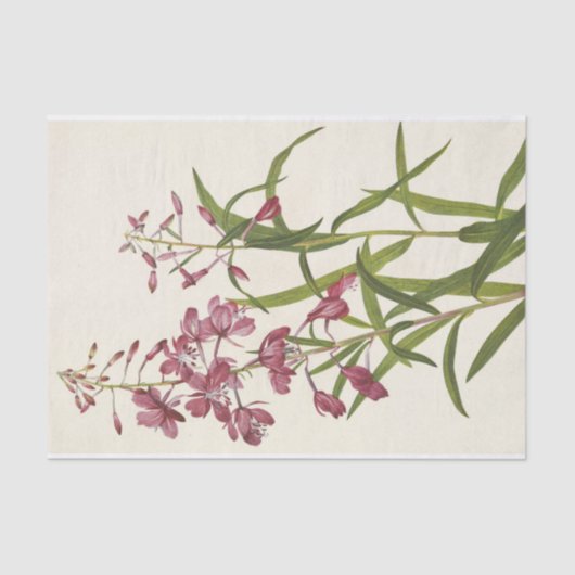 Fireweed door Mary Vaux Walcott Tissuepapier (Voorkant)
