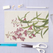 Fireweed door Mary Vaux Walcott Tissuepapier (Craft)