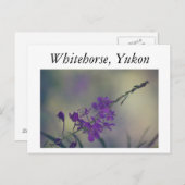 Fireweed, Fox Lake, Whitehorse, Yukon Briefkaart (Voorkant / Achterkant)
