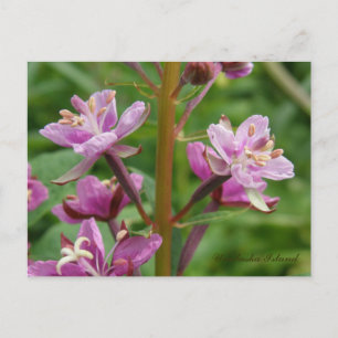 Fireweed Variegated Blosbezems, Unalaska Island Briefkaart