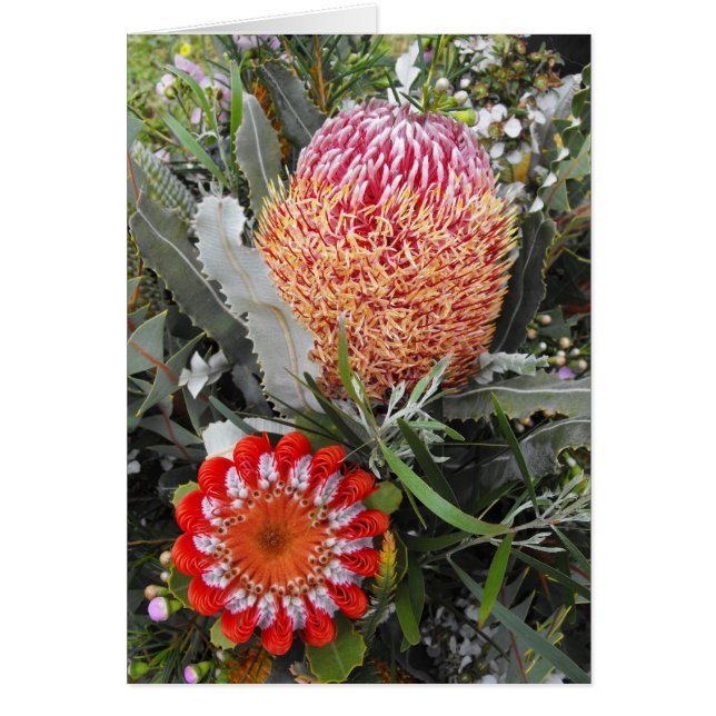 Firewood en Scarlet Banksia (Voorkant)