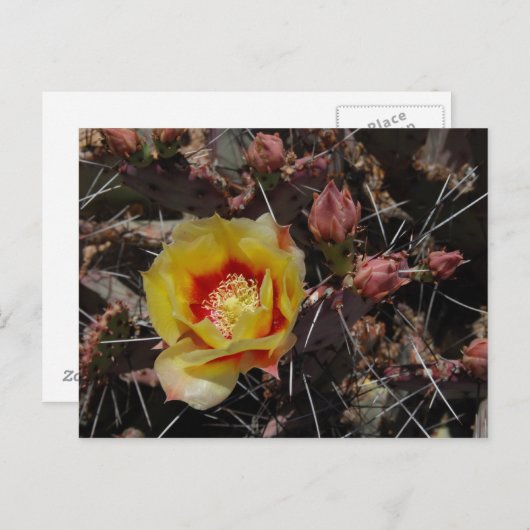 First Blossom Briefkaart (Voorkant / Achterkant)