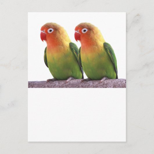 "Fischer's Lovebird" Briefkaart (Voorkant)